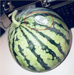 滨州吃瓜网红是谁呀,滨州网红吃瓜达人揭秘！