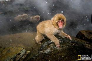 日本地狱谷雪猴公园,冬日温泉中的神秘精灵之旅