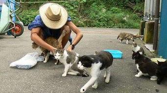 日本猫岛 英文,Exploring the Enchanting Cat Island of Japan: A Feline Paradise Unveiled