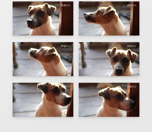 狗视频素材,狗狗视频集锦，欢乐满溢的温馨时光