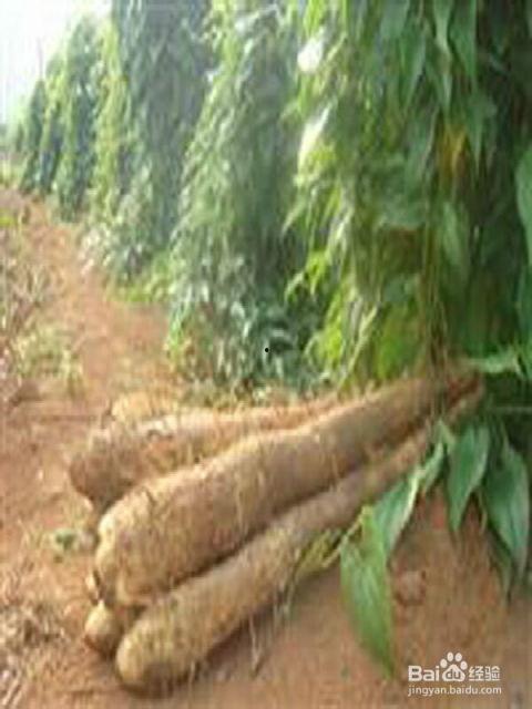 种淮山视频,视频教学助您轻松掌握