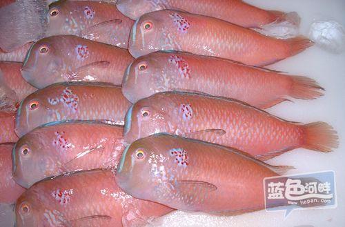 爆料买鱼坑人怎么办啊视频,警惕网络陷阱，守护消费权益