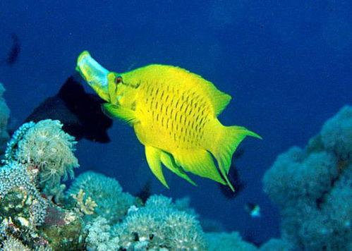 琉璃鱼 日本,探寻日本海洋生物的瑰丽之谜